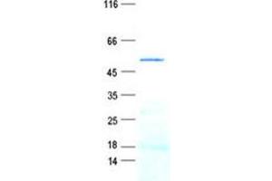 Western Blotting (WB) image for Granzyme B (GZMB) protein (GST tag,His tag) (ABIN5505650)