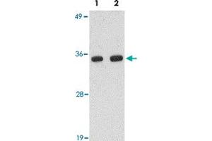Western blot analysis of POLR3F in human brain tissue lysate with POLR3F polyclonal antibody  at (Lane 1) 0. (POLR3F Antikörper  (N-Term))