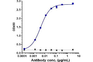 Immobilized human Complement C2 Protein at 2 μg/mL can bind Anti-Complement C2 Reference Antibody (ARGX-117), EC50=0.