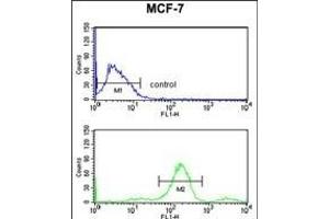 RUVBL1 Antibody (ABIN650671 and ABIN2838241) flow cytometry analysis of MCF-7 cells (bottom histogram) compared to a negative control cell (top histogram). (RUVBL1 Antikörper)