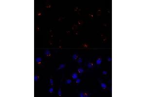 Immunofluorescence analysis of L929 cells using GOLG antibody (ABIN7267496) at dilution of 1:100. (GOLGA5 Antikörper  (AA 1-300))