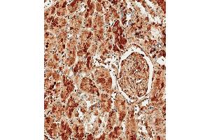 Immunohistochemical analysis of paraffin-embedded Human kidney tissue using (ABIN390450 and ABIN2840824) performed on the Leica® BOND RXm. (Albumin Antikörper  (C-Term))