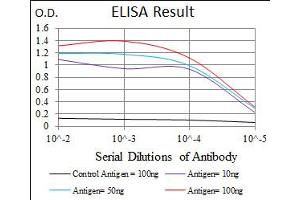 Image no. 4 for anti-Hexosaminidase A (HEXA) antibody (ABIN1498642) (Hexosaminidase A Antikörper)