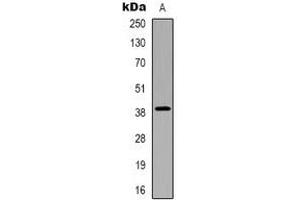 Western blot analysis of CHST13 expression in HepG2 (A) whole cell lysates. (CHST13 Antikörper)