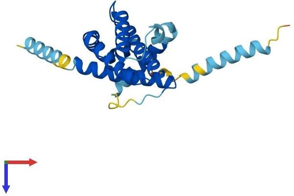 BOK Protein (AA 1-212) (His tag)