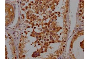 IHC image of ABIN7165482 diluted at 1:200 and staining in paraffin-embedded human testis tissue performed on a Leica BondTM system. (FAM24B Antikörper  (AA 22-94))