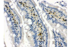 Anti- Hsp70 Picoband antibody, IHC(P) IHC(P): Rat Intestine Tissue (HSP70 1A Antikörper  (C-Term))