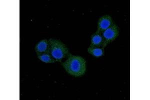 Immunofluorescent analysis of PC-3 cells using ABIN7146420 at dilution of 1:100 and Alexa Fluor 488-congugated AffiniPure Goat Anti-Rabbit IgG(H+L) (PDE1C Antikörper  (AA 542-634))