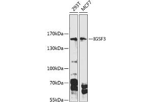 Western blot analysis of extracts of various cell lines, using IGSF3 Antibody (ABIN6128111, ABIN6142271, ABIN6142273 and ABIN6216079) at 1:1000 dilution. (IGSF3 Antikörper  (AA 350-562))