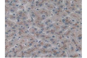 IHC-P analysis of Human Liver Tissue, with DAB staining. (CLEC10A Antikörper  (AA 71-239))