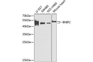 Western blot analysis of extracts of various cell lines, using BNIP2 antibody (ABIN6131406, ABIN6137618, ABIN6137619 and ABIN6221879) at 1:1000 dilution. (BNIP2 Antikörper  (AA 125-280))