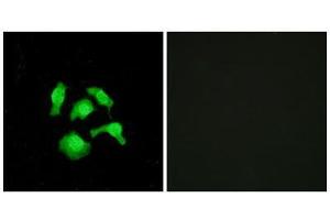 Immunofluorescence (IF) image for anti-TSC22 Domain Family, Member 1 (TSC22D1) (N-Term) antibody (ABIN1849646) (TSC22D1 Antikörper  (N-Term))