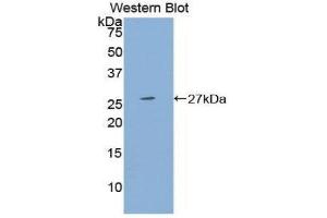 Western Blotting (WB) image for anti-Pregnancy Specific beta-1-Glycoprotein 1 (PSG1) (AA 202-401) antibody (ABIN1860334) (PSG1 Antikörper  (AA 202-401))