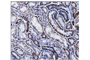 IHC analysis of CD147/Bsg using anti-CD147/Bsg antibody (ABIN7601575).