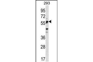 Western blot analysis in 293 cell line lysates (35ug/lane). (SIGLEC6 Antikörper  (C-Term))