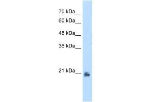 METTL7A antibody used at 2. (METTL7A Antikörper  (N-Term))