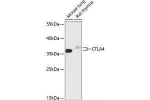 Western blot analysis of extracts of various cell lines using CTLA4 Polyclonal Antibody at dilution of 1:1000. (CTLA4 Antikörper)