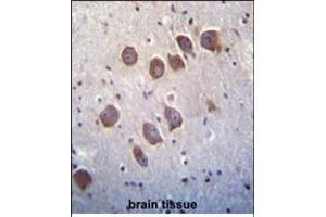 DGKQ Antibody (C-term) (ABIN392717 and ABIN2842188) immunohistochemistry analysis in formalin fixed and paraffin embedded human brain tissue followed by peroxidase conjugation of the secondary antibody and DAB staining. (DGKQ Antikörper  (C-Term))