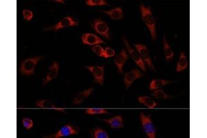 Immunofluorescence analysis of L929 cells using WNT10B Polyclonal Antibody at dilution of 1:100. (WNT10B Antikörper)