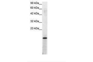 Image no. 2 for anti-Activated RNA Polymerase II Transcriptional Coactivator p15 (SUB1) (AA 62-111) antibody (ABIN307416)