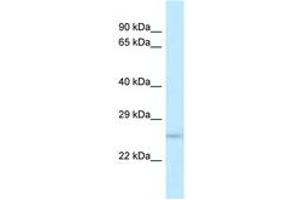 Image no. 1 for anti-Dual Specificity Phosphatase 19 (DUSP19) (N-Term) antibody (ABIN6747619) (DUSP19 Antikörper  (N-Term))