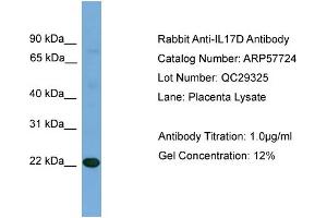 WB Suggested Anti-IL17D  Antibody Titration: 0.
