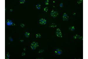 Immunofluorescence (IF) image for anti-Induced Myeloid Leukemia Cell Differentiation Protein Mcl-1 (MCL1) antibody (ABIN1499344) (MCL-1 Antikörper)