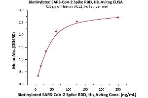 Immobilized Human ACE2, Fc Tag (ABIN6952459,ABIN6952465) at 1 μg/mL (100 μL/well) can bind Biotinylated SARS-CoV-2 Spike RBD, His,Avitag (ABIN6992408) with a linear range of 2-63 ng/mL (QC tested). (SARS-CoV-2 Spike Protein (B.1.429 - epsilon, RBD) (His tag,AVI tag,Biotin))