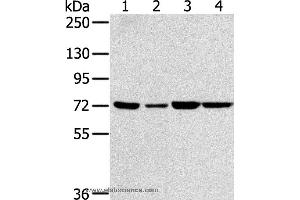Western blot analysis of NIH/3T3, A549, 293T and hela cell, using SNX2 Polyclonal Antibody at dilution of 1:300 (Sorting Nexin 2 Antikörper)