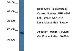 WB Suggested Anti-Pnkd Antibody   Titration: 1. (PNKD Antikörper  (N-Term))