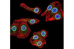 Immunocytochemistry (ICC) image for anti-Lamin B2 (LMNB2) (AA 401-600) antibody (ABIN5870700) (Lamin B2 Antikörper  (AA 401-600))