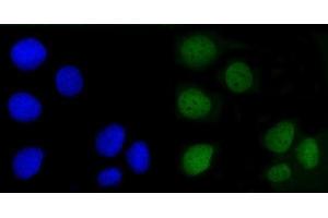 IF analysis of Angiomotin/AMOT using anti-Angiomotin/AMOT antibody (ABIN7599826). (Angiomotin Antikörper  (AA 12-622))