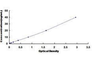ELISA image for Spleen tyrosine Kinase (SYK) ELISA Kit (ABIN419923)