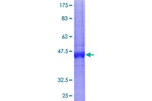 Image no. 1 for Bone Marrow Stromal Cell Antigen 2 (BST2) (AA 1-180) protein (GST tag) (ABIN1346918)