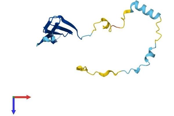 TCAP Protein (AA 1-167) (His tag)