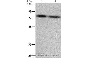Western blot analysis of LoVo and Hela cell, using PABPC1 Polyclonal Antibody at dilution of 1:500 (PABP Antikörper)