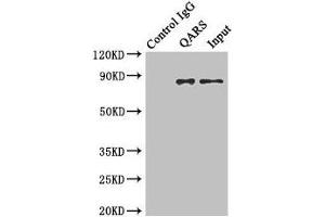 Immunoprecipitating QARS in Hela whole cell lysate Lane 1: Rabbit control IgG instead of (1 μg) instead of ABIN7154026 in Hela whole cell lysate. (QARS Antikörper  (AA 1-250))