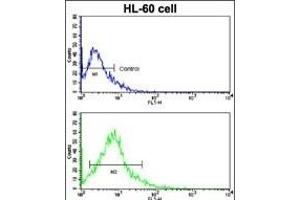 Flow cytometric analysis of HL-60 cells using ACE2 (SARS Receptor) Antibody (Center)(bottom histogram) compared to a negative control cell (top histogram). (ACE2 Antikörper  (AA 140-172))