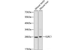 Western blot analysis of extracts of various cell lines using KLRC1 Polyclonal Antibody at dilution of 1:1000. (KLRC1 Antikörper)