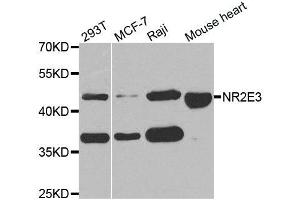 Western Blotting (WB) image for anti-Nuclear Receptor Subfamily 2, Group E, Member 3 (NR2E3) antibody (ABIN1882361) (NR2E3 Antikörper)