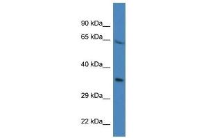 Western Blot showing Prr16 antibody used at a concentration of 1. (PRR16 Antikörper  (N-Term))