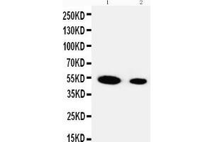Lane 2: Recombinant Human FSTL3 Protein 5ng (FSTL3 Antikörper  (Middle Region))