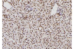ABIN6276776 at 1/100 staining Mouse kidney tissue by IHC-P. (XPA Antikörper  (Internal Region))