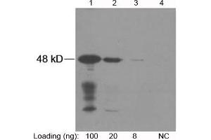 Lane 1-3: NWSHPQFEK fusion protein expressed in E. (Strep Tag II Antikörper)