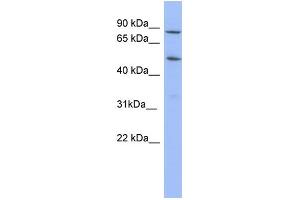 WB Suggested Anti-TRIM10 Antibody Titration:  0. (TRIM10 Antikörper  (N-Term))