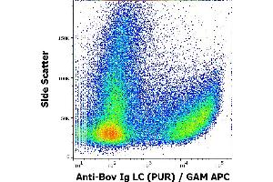Flow cytometry surface staining pattern of bovine peripheral whole blood stained using anti-bovine Ig Light Chains (IVA285-1) purified antibody (concentration in sample 3 μg/mL, GAM APC). (Maus anti-Rind (Kuh) Ig Light Chains Antikörper)