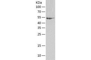 Western Blotting (WB) image for Syntrophin, gamma 1 (SNTG1) (AA 1-517) protein (His tag) (ABIN7289047) (Syntrophin gamma 1 Protein (AA 1-517) (His tag))