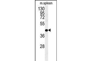 PGD Antibody (Center) (ABIN651639 and ABIN2840342) western blot analysis in mouse spleen tissue lysates (35 μg/lane). (PGD Antikörper  (AA 236-265))