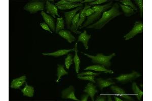 Immunofluorescence of purified MaxPab antibody to RP5-1077B9. (MIIP Antikörper  (AA 1-388))