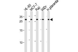 CLIC1 Antibody (Center) (ABIN1881210 and ABIN2843618) western blot analysis in HL-60,MCF-7,Raji,WiDr cell line and human placenta tissue lysates (35 μg/lane). (CLIC1 Antikörper  (AA 136-166))